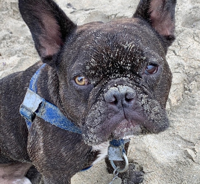 Buddy, a French Bulldog, looking up with sand across his face after playing at the beach